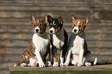 BASENJI 161